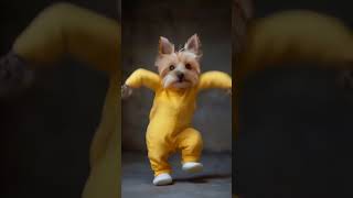 Doggie Dance Delight dogs dogs dancevideo doglover dog dancedog dancingfunny dogs pet videos [upl. by Gerrit]