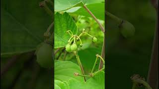 Vitis tiliifoliaVitaceae family nature forestflower trending wildfruits forests floraforest [upl. by Bowe]