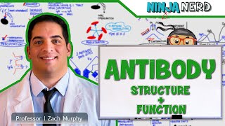 Immunology  Antibody Structure amp Function [upl. by Reffotsirhc601]