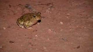 Spadefoot Toad [upl. by Esinaj]