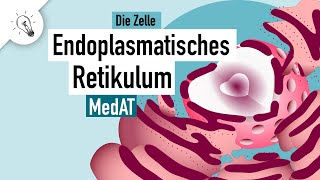 Endoplasmatisches Retikulum  Aufbau amp Funktion  MedAT  Biologie [upl. by Surdna]