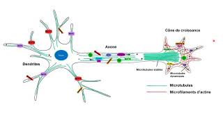 Lorganisation des microtubules et des microfilaments dactine dans les neurones [upl. by Akirehc]