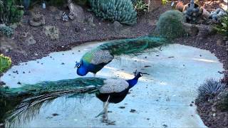 Peacock Territorial Fight 2 [upl. by Nnaycart]