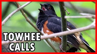 Eastern Towhee Calls  Backyard Bird Songs [upl. by Neehsas]