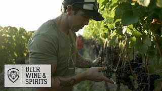 How Wine is Made in South Africa [upl. by Eihpos]