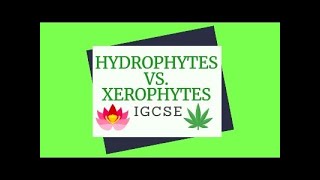 Xerophytes vs Hydrophytes [upl. by Avra]