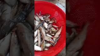 Fishing fish amp snail fypシ゚viral fishing birdsofafeatherflocktogether birds animals [upl. by Esetal]