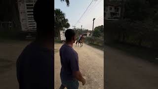 Cavalo 🙂 horse cavalo cavalos amocavalos amocavalo fazenda [upl. by Cowden73]