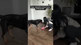 Dogo Argentino amp Cane Corso VS Rottweiler 🤣 dogs rottweiler loveyourpets mypet puppy allweiler [upl. by Ihcelek]