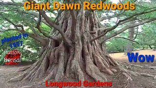 Giant Dawn redwoods at Longwood Gardens Pa [upl. by Lebasi878]