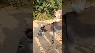 Donkeys animalshome chaba ytshorts [upl. by Alpers]