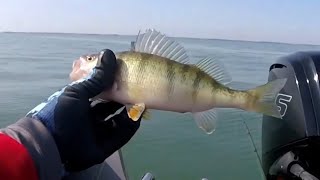 Lake Erie Perch are on Fire 🔥 PART TWO Golden Shiners and Frozen Emerald Shiners [upl. by Ralf]