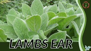 LAMBS EAR Information and Growing Tips Stachys byzantina [upl. by Neerol475]