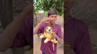 CHOTU KA HUNGRY DOGG shorts FACTFIREKING [upl. by Ellicott]