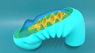 3D Embryology of Pharyngeal arches Pharyngeal Pouches Pharyngeal clefts and Pharyngeal Apparatus [upl. by Uhayile]