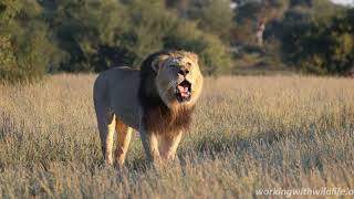 Kalahari Lion Roaring 4K  Conservation Safari Experience [upl. by Aitenev]