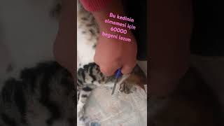 Hayde kedi desteği gücü [upl. by Esej]