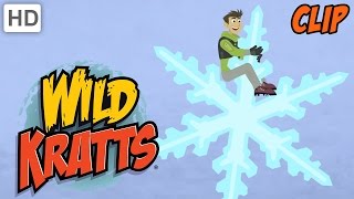 Wild Kratts – Chilly Creature Compilation [upl. by Felecia]