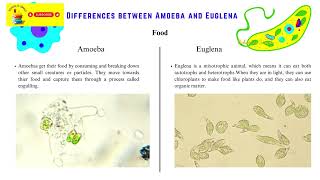 Uni Cellular Organisms Amoeba and Euglena Similarities and Differences KS3 Science [upl. by Anined]