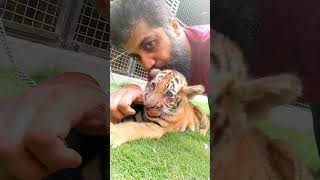 Bengal Tiger Cuteness check kren 🐯💋💓 music song newsong animalloverofpakistan viralvideo tiger [upl. by Calvinna]