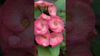 Euphorbia milii flowers  Beautiful for your eyes shortsfeed euphorbiamilii shortsvideo [upl. by Neva912]