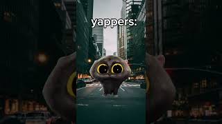 These yappers Yap too much yapper cats [upl. by Carlynne]