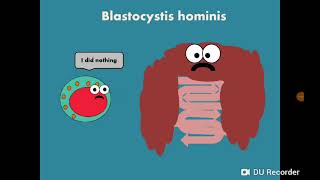 Blastocystis hominis المتبرعمة الكيسية [upl. by Suhpesoj]