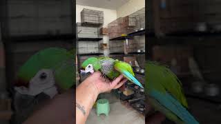 Severe macaw  ChestnutFronted macaw  medium size macaw available in delhi [upl. by Anahsit828]