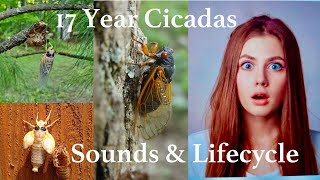 What the 17 year cicada sounds like INDIVIDUALLY and in a GROUP [upl. by Essilrahc]