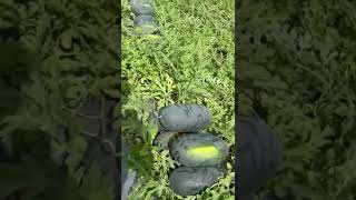 Candy watermelon Kalash seeds [upl. by Annaira]