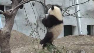 Baby Panda Bear falls out of Tree [upl. by Alamak]