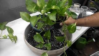 Repotting Pothos [upl. by Pages]