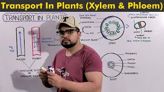 Overview of Transport in Plants [upl. by Dustan]