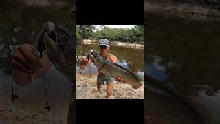 I caught a MUDFISH bowfin mud mudfishing riverfishing shorts teeth [upl. by Eusadnilem]