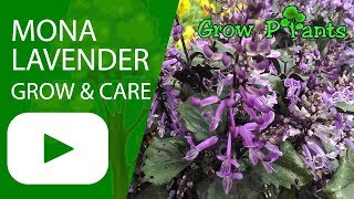 Mona Lavender  grow amp care Plectranthus [upl. by Letizia171]