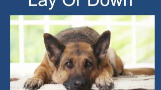 Obedience Training For Dogs Free 101 Dog Training Tips [upl. by Edak]