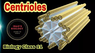 Centrioles  Cell structure and functions  Ibad Biology [upl. by Arlyn]