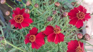 How to grow coreopsis flowering plantscare of coreopsis flowering plantsGreen Garden Gujarat [upl. by Collum]