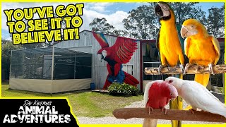 THE MOST AWESOME PARROT AVIARY YOUVE EVER SEEN REVISITED [upl. by Kitrak]