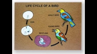 Bird Life Cycle Video for Kids Science for Kids by makemegeniuscom [upl. by Zelle]