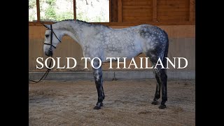 SOLD TO THAILAND  2016 mare Elvis Ter Putte  Ephebe For Ever [upl. by Emia]