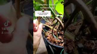 Propagate your Monstera Albo using its Aerial Roots [upl. by Leirua118]