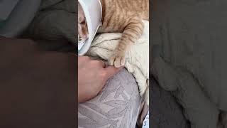 Hilarious Cat Paw Challenge with Owner shorts cat [upl. by Burkhart]