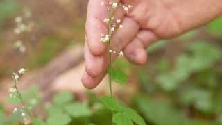 threeleaved foamflower  Tiarella trifoliata Identification and characteristics [upl. by Karlik]