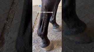 PINFIRING A HORSES LEGS THIS IS ILLEGAL NOW 🐎 horses equinebodywork racehorse [upl. by Chor]