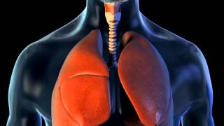 Lungs and Breathing  3D Medical Animation  ABP © [upl. by Drallim]