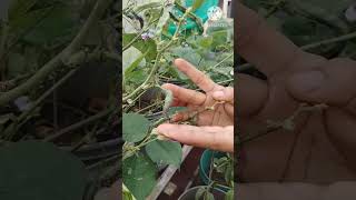 Home made pestiside for aphids youtubeshorts shorts organicfarming [upl. by Regan]