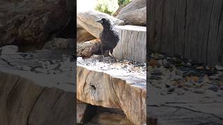 Redwinged Blackbird🐦Woodpile Seed Munch redwingedblackbird [upl. by Ahsined]