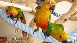 Weaned Baby Jenday Conures [upl. by Ydnerb]