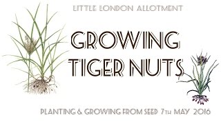 Planting Tiger Nuts  How to Grow amp Plant Chufa  Nut Grass  Yellow Nut Sedge From Seed [upl. by Esinev]